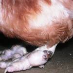 Paw diseases in chickens and their treatment 