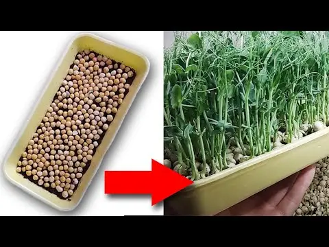 Pea microgreens: growing, what is useful, how to germinate