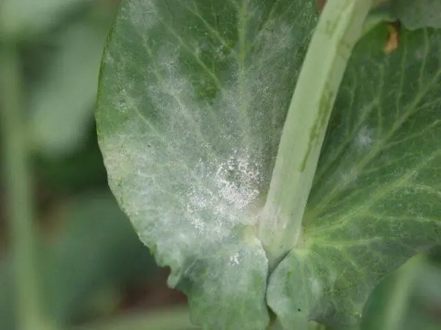 Pea pest and disease control