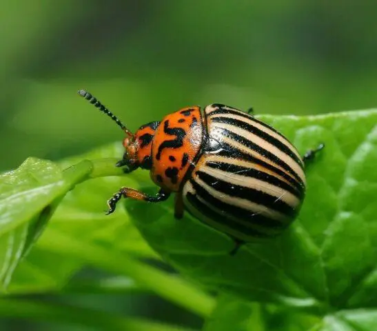 Pea pest and disease control