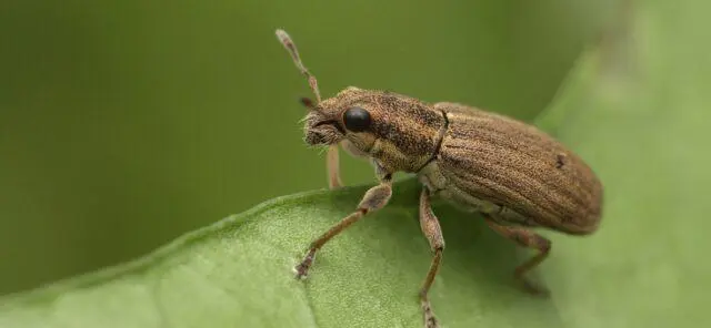 Pea pest and disease control