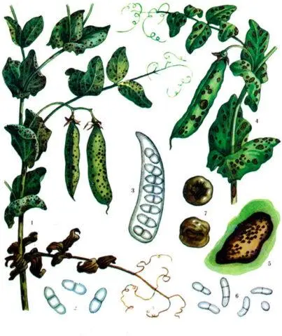 Pea pest and disease control