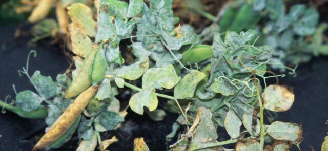 Pea pest and disease control