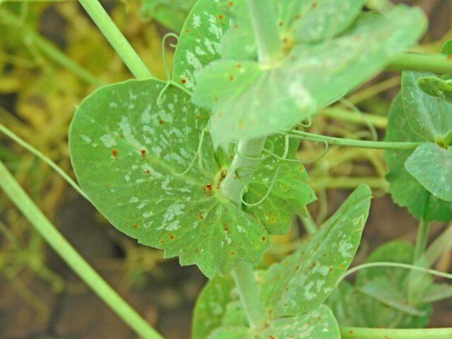 Pea pest and disease control