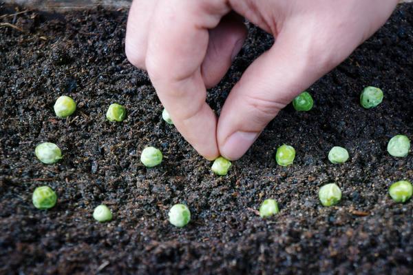 Pea variety Gloriosa: description with photo