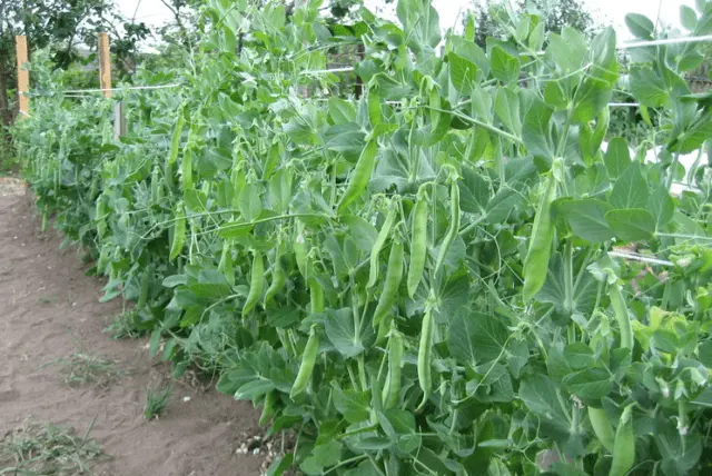 Pea variety Gloriosa: description with photo