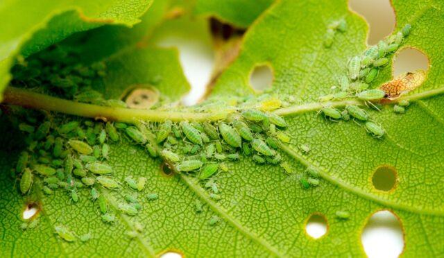 Pea variety Gloriosa: description with photo