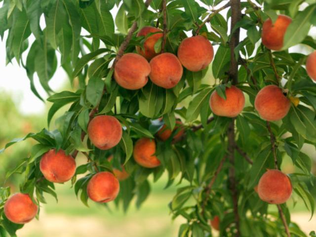 Peach Cardinal: features and characteristics of an early variety