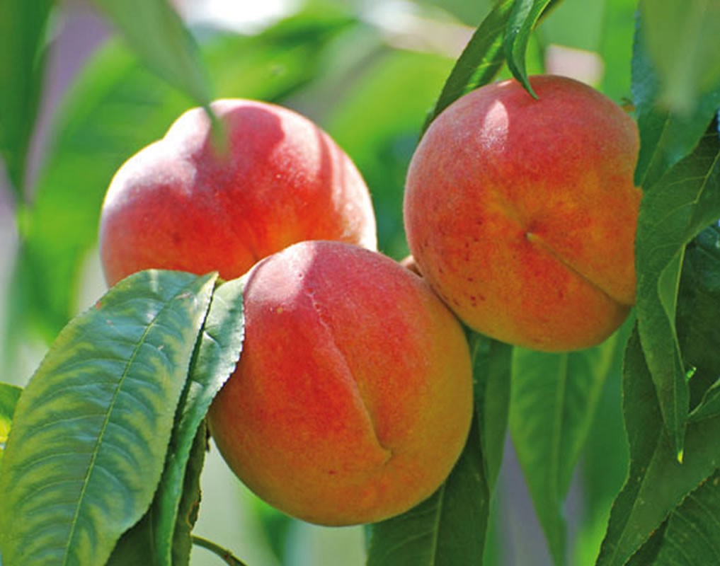 Peach Cardinal: features and characteristics of an early variety