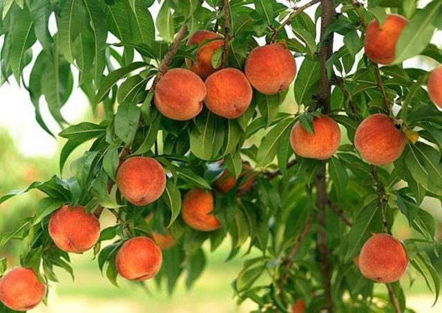 Peach diseases and their treatment