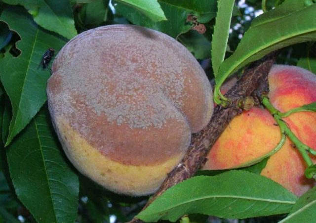 Peach diseases and their treatment