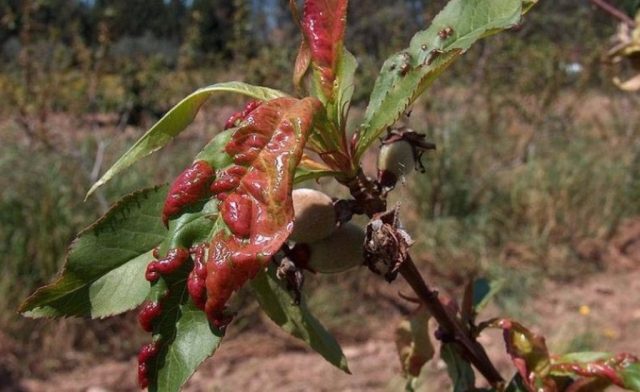 Peach diseases and their treatment