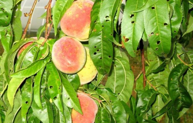 Peach diseases and their treatment