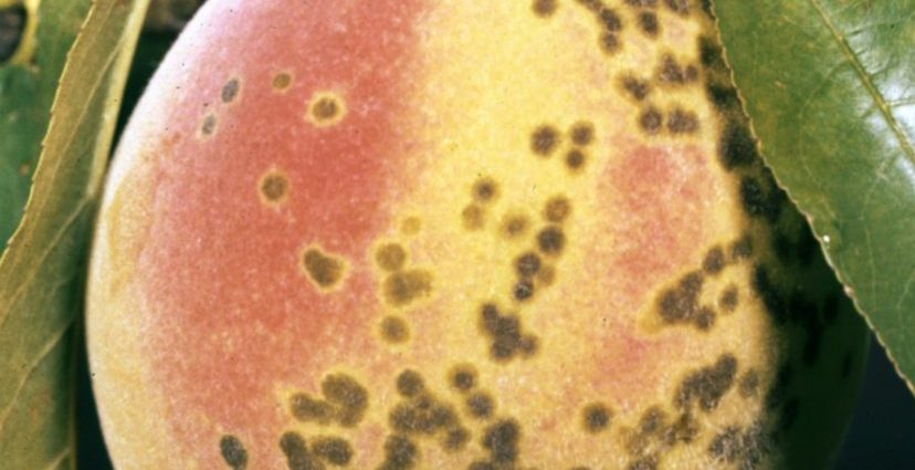 Peach diseases and their treatment