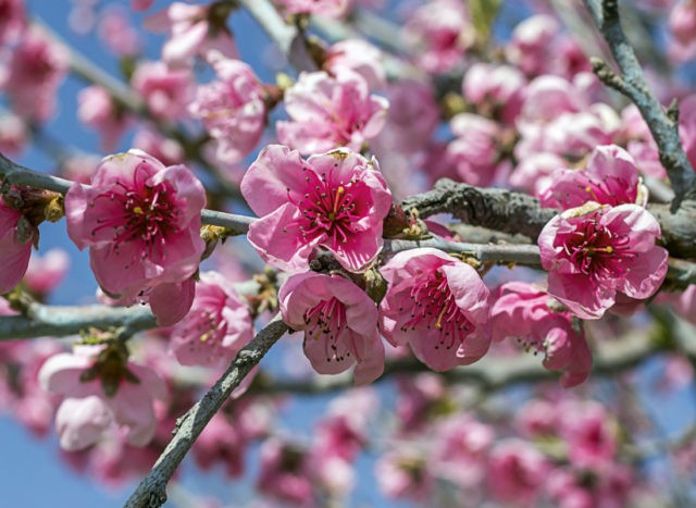 Peach Favorite Morettini: description