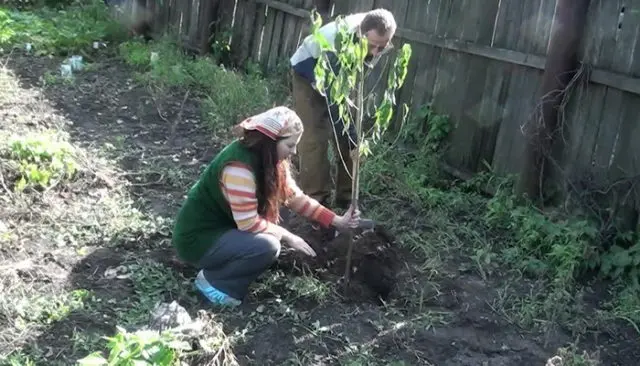 Peach from the stone: planting and care