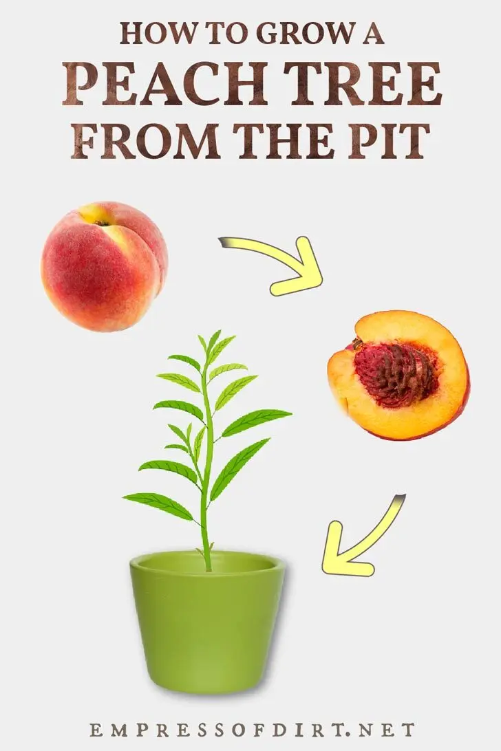 Peach from the stone: planting and care