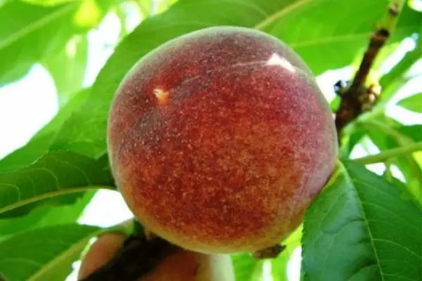 Peach golden Moscow: description with photo, rules of care