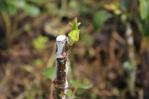 Peach grafting technique: video, description with photo