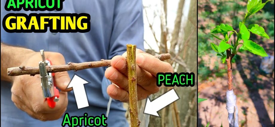 Peach grafting technique: video, description with photo