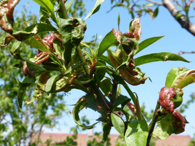 Peach Greensboro