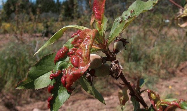 Peach leaf curl: control and prevention measures