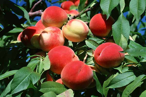 Peach leaf curl: control and prevention measures