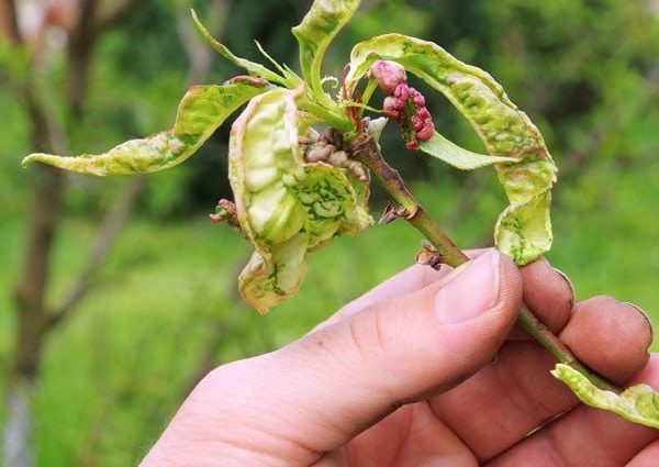 Peach leaf curl: control and prevention measures