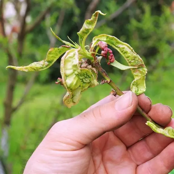 Peach leaf curl: treatment and prevention