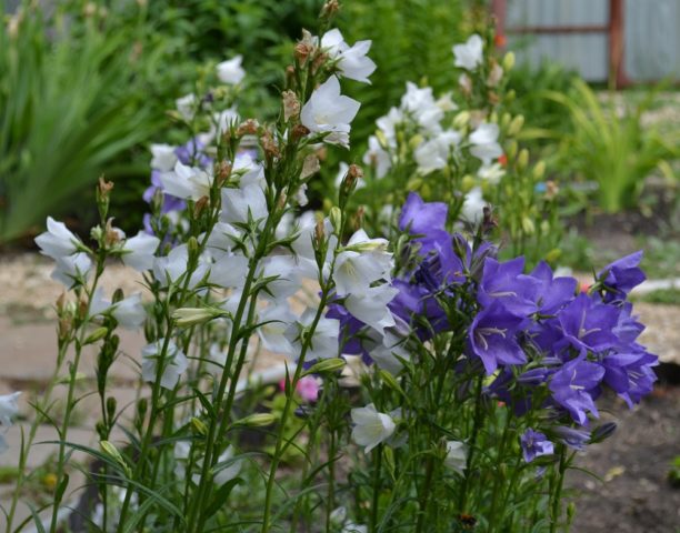 Peach-leaved bell: photo and description of varieties, planting and care