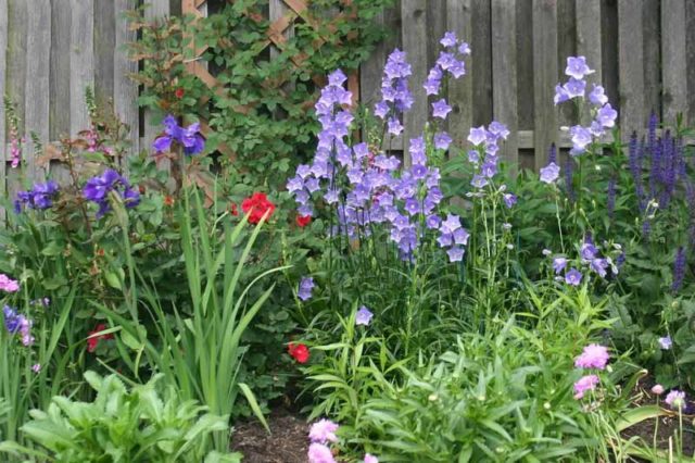 Peach-leaved bell: photo and description of varieties, planting and care