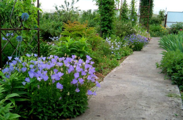 Peach-leaved bell: photo and description of varieties, planting and care