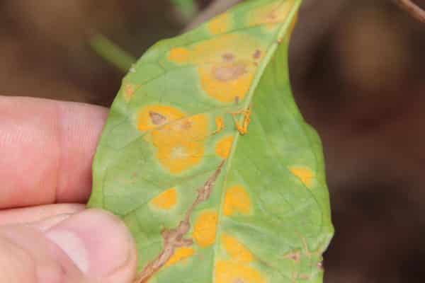 Peach-leaved bell: photo and description of varieties, planting and care