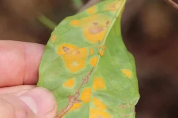 Peach-leaved bell: photo and description of varieties, planting and care