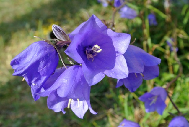 Peach-leaved bell: photo and description of varieties, planting and care