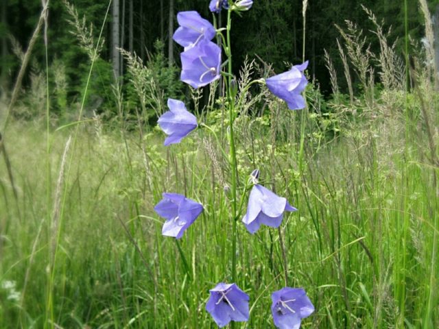 Peach-leaved bell: photo and description of varieties, planting and care