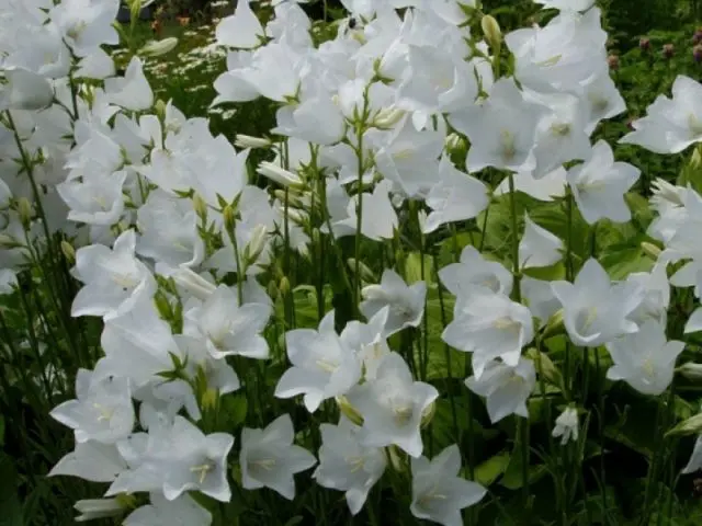 Peach-leaved bell: photo and description of varieties, planting and care