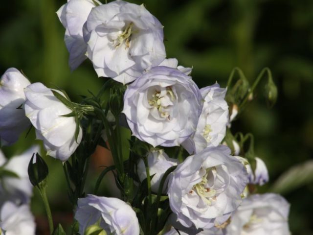 Peach-leaved bell: photo and description of varieties, planting and care