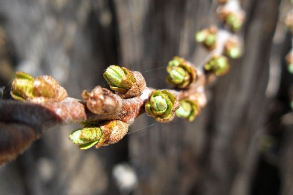 Peach processing in spring: care steps, what and how to process