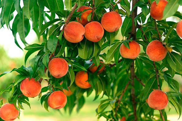 Peach processing in spring: care steps, what and how to process