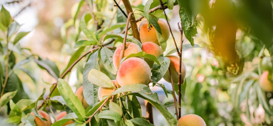 Peach processing in spring: care steps, what and how to process