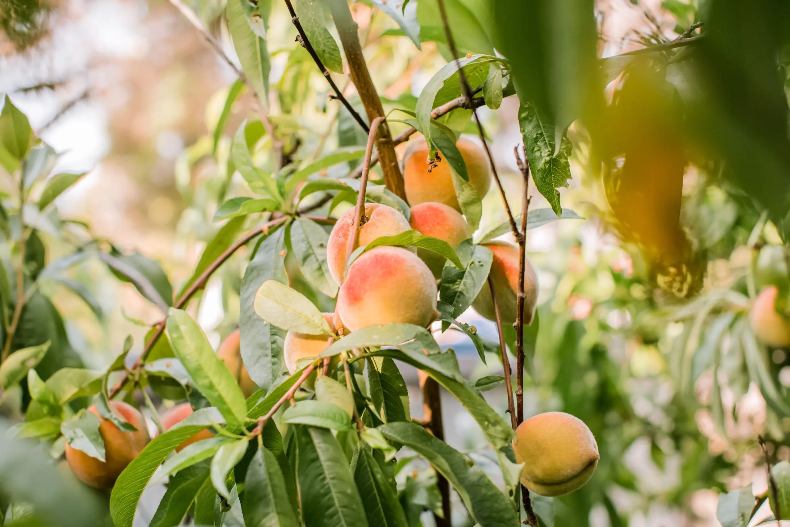 Peach processing in spring: care steps, what and how to process