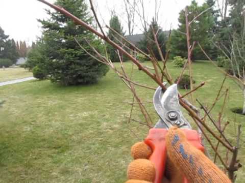 Peach pruning: how to prune and when