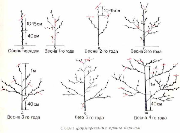 Peach pruning: how to prune and when