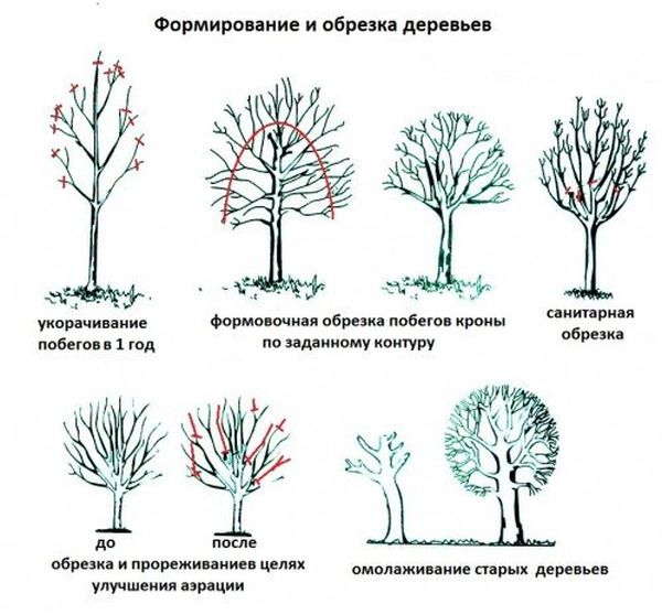 Peach pruning: how to prune and when