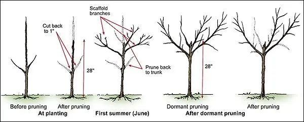 Peach pruning: how to prune and when