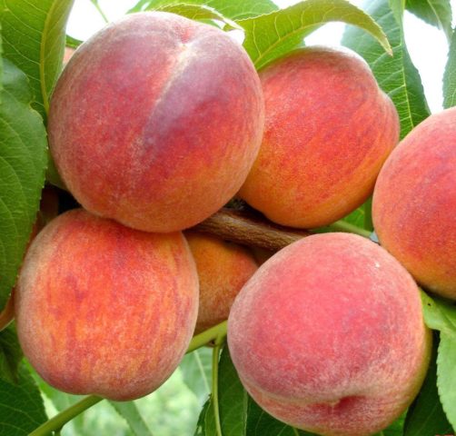 Peach Redhaven