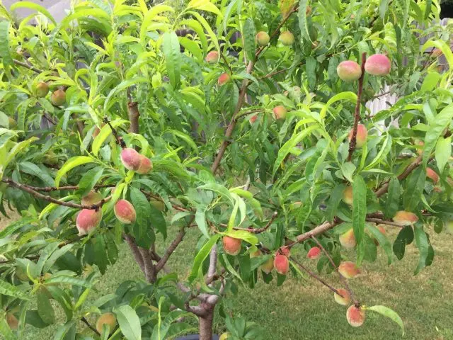 Peach tree: a photo of how it grows