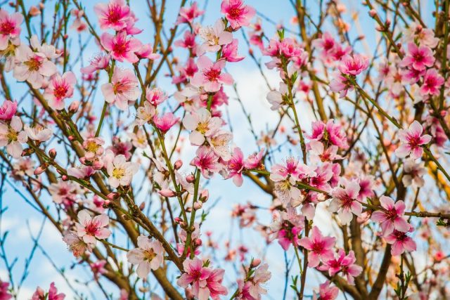 Peach tree: a photo of how it grows