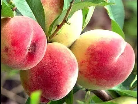 Peach tree: a photo of how it grows